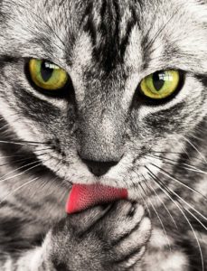 världens farligaste katt
