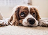 världens fulaste hund