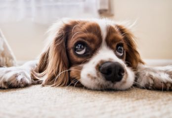 världens fulaste hund