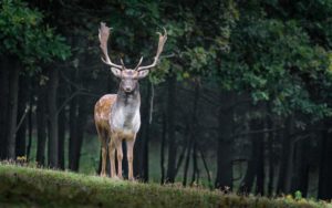 farligaste hundrasen