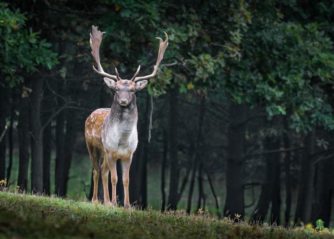 farligaste hundrasen