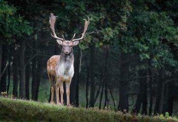 farligaste hundrasen