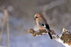 världens läskigaste spindel