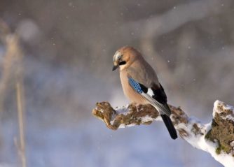världens läskigaste spindel