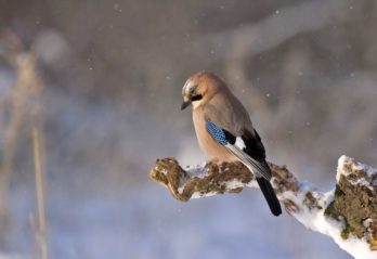 världens läskigaste spindel